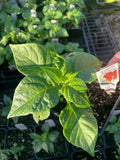 Scorpion Butch T Pepper Plant in 3” Pot - Capsicum chinense - Hot Pepper Variety, Ideal for Gardening and Culinary Use