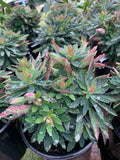 Euphorbia Plant 'Tiny Tim' - Live 1 Gallon Pot - Succulent Variety - Euphorbia martini