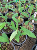Yerba Mate Live Plant in 3” Cup - Ilex paraguariensis - Fresh Herbal Tea Plant for Home Garden and Indoor Use
