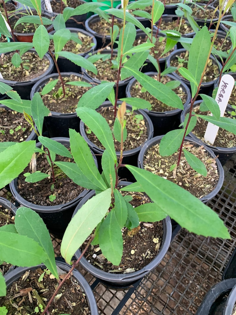 Yerba Mate Live Plant in 3” Cup - Ilex paraguariensis - Fresh Herbal Tea Plant for Home Garden and Indoor Use