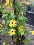 Yellow Thunbergia Alata Vine Live Plant 6" Pot - 2 Feet Tall, Black-Eyed Susan Vine, Thunbergia Alata