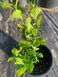 Sambac Jasmine Plant in 1 Gallon Pot, Double Flowering Variety, 1-2 Feet Tall, Jasmine sambac