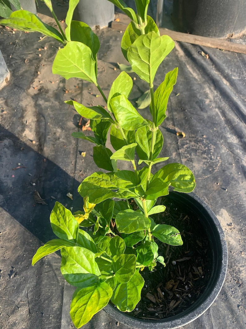 Sambac Jasmine Plant in 1 Gallon Pot, Double Flowering Variety, 1-2 Feet Tall, Jasmine sambac