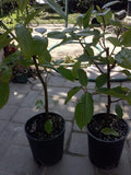 Ficus Racemosa Plant - 2 to 3 Feet Tall - Cluster Fig Tree - Cây Sung - Ships in 3 Gallon Pot