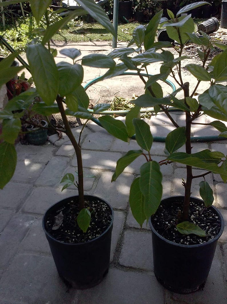 Ficus Racemosa Plant - 2 to 3 Feet Tall - Cluster Fig Tree - Cây Sung - Ships in 3 Gallon Pot