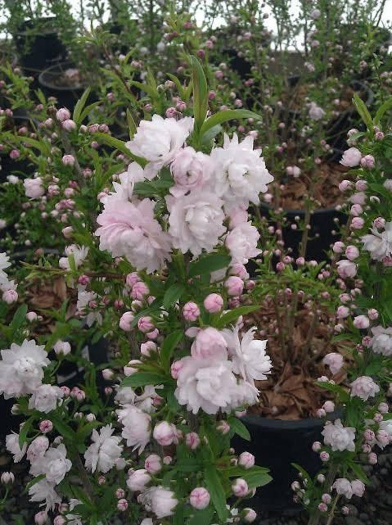 Dwarf Flowering Almond Plant 1ft in 6” Pot - Prunus glandulosa 'Rosea Plena' - Live Flowering Shrub for Garden or Landscape