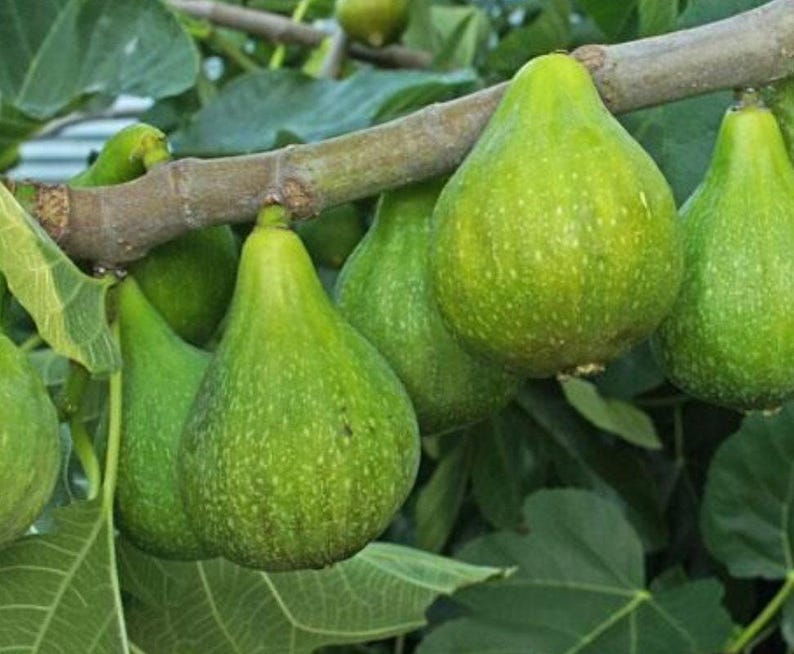 Fig Plant 1-2ft 'Desert King' Live in 6” Pot - Green Fruit with Strawberry Interiors - Ficus carica