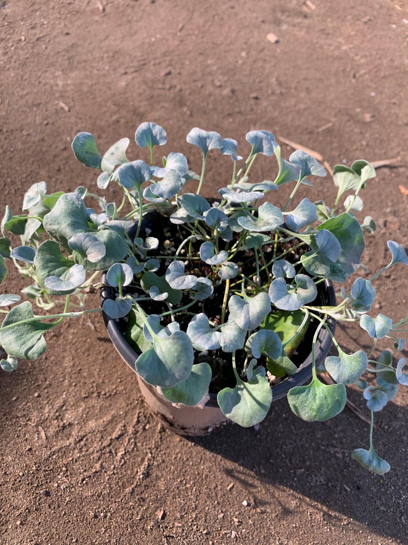 Dichondra 'Silver Falls' Live Plant in 3” Pot - 6-8” Trailing Ground Cover - Ideal for Hanging Baskets - Durable Green Foliage