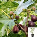 Violette de Bordeaux Fig Tree - 3 Gal Pot - Dwarf Purple-Black Fruit - Ficus carica