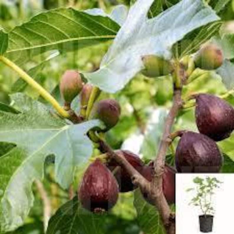 Violette de Bordeaux Fig Tree - 3 Gal Pot - Dwarf Purple-Black Fruit - Ficus carica