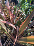 Phormium Plant 1ft Assorted Varieties in 6" Pot - Phormium tenax