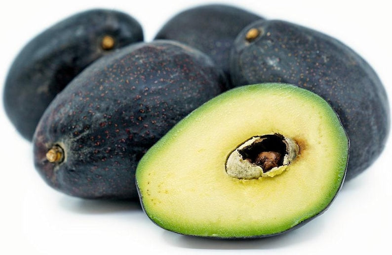 Grafted Sir Prize Avocado Tree - 3 to 4 Feet Tall - Cold-Resistant Variety - Persea americana
