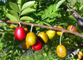 Red Hog Plum Plant - 1ft Tall - Bigger Trunk - Spondias purpurea - 6" Pot - Tropical Fruit Tree - Central America Origin