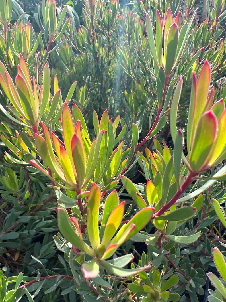 Leucadendron Afterburner 1 Live Plant in 6" Pot - Compact Growth, Vibrant Color, Low Maintenance Plant