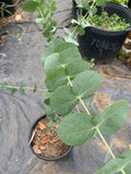 Eucalyptus Silver Dollar Starter Plant - 4" Tall - Eucalyptus cinerea - Ships in 3" Pot - Ideal for Foliage Decor