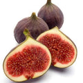 Fig Plant 2ft Texas Everbearing Live Plant in 6” Pot - Ficus carica - Hardy Tree with Sweet Purple Fruit and Lobed Foliage