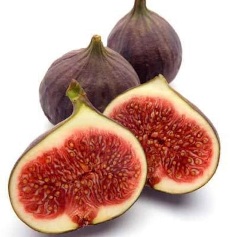 Fig Plant 2ft Texas Everbearing Live Plant in 6” Pot - Ficus carica - Hardy Tree with Sweet Purple Fruit and Lobed Foliage