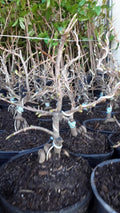 Bonsai Mai Vàng Vi?t Nam - 6" Pot - Vietnamese Yellow Flowering Bonsai (Ochna integerrima)