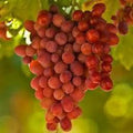 Crimson Seedless Grape Plant - 1ft Live Plant in 6" Pot - Vitis vinifera - Healthy Roots for Garden or Patio