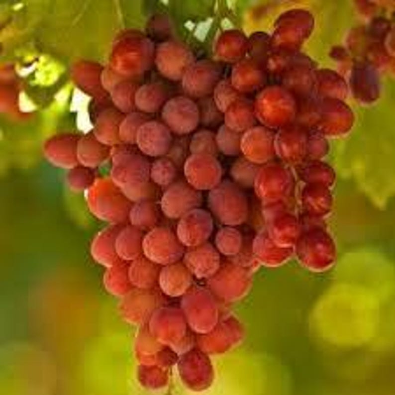 Crimson Seedless Grape Plant - 1ft Live Plant in 6" Pot - Vitis vinifera - Healthy Roots for Garden or Patio
