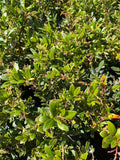 Dwarf Marina Strawberry Tree - 1ft Tall in 6" Pot - Unique Evergreen Small Tree - Arbutus unedo