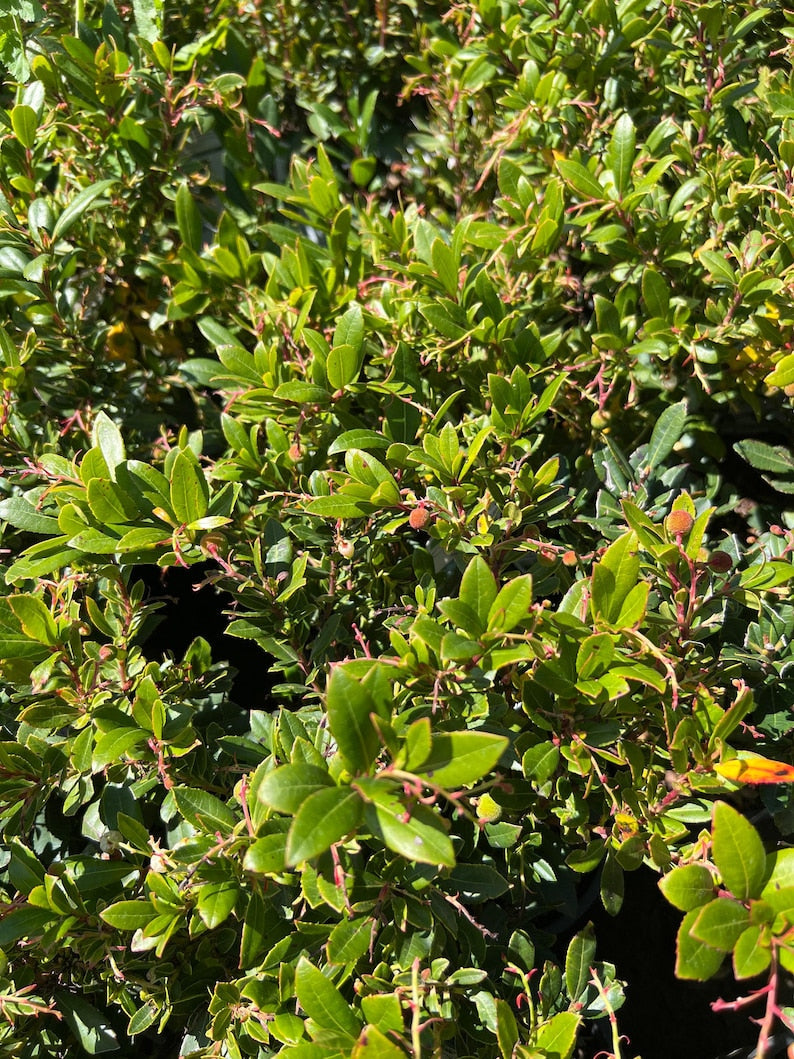 Dwarf Marina Strawberry Tree - 1ft Tall in 6" Pot - Unique Evergreen Small Tree - Arbutus unedo