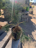 Japanese Black Pine - 6" Pot - Pinus thunbergii - Ideal for Bonsai, Landscaping, Indoor/Outdoor Use