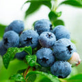 Sweetheart Blueberry Bush 6" Pot Vaccinium 'Sweetheart' Large Crop Juicy Blueberries