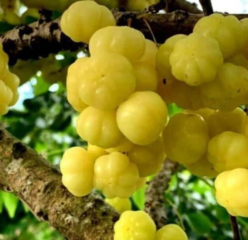Tropical Gooseberry Plant - 3 Gal Pot - Chùm Ru?t - Amla Berry (Indian Gooseberry) - 2 to 3 Feet Tall