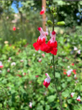 Salvia 'Hot Lips' Live Plant 6" Pot, Perennial Sage, White Flowers with Red Tips, Ideal for Spring-Fall Garden