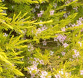 Golden Breath of Heaven Plant - 1-2 ft Tall - Evergreen Shrub with Pink Flowers - Dorycnium hirsutum