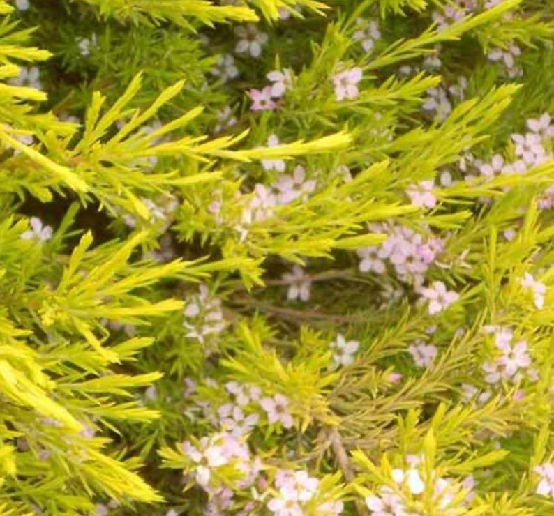 Golden Breath of Heaven Plant - 1-2 ft Tall - Evergreen Shrub with Pink Flowers - Dorycnium hirsutum