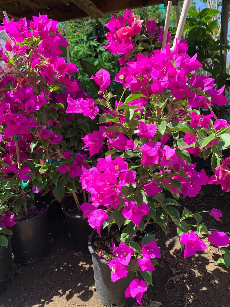 Purple Bougainvillea Live Plant 1ft Tall in 6" Pot - Bougainvillea glabra