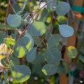 Eucalyptus Silver Dollar Gum Plant - 1ft Tall in 6” Pot - Eucalyptus cinerea - Indoor/Outdoor Decor