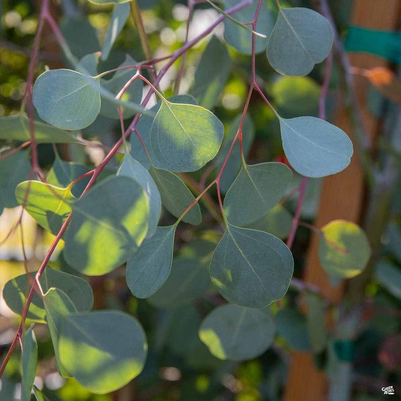 Eucalyptus Silver Dollar Gum Plant - 1ft Tall in 6” Pot - Eucalyptus cinerea - Indoor/Outdoor Decor