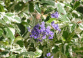 Duranta Repens Variegated Live Plant - 1 Gallon, 1 ft Tall, 6” Pot - Tropical Ornamental Foliage Plant