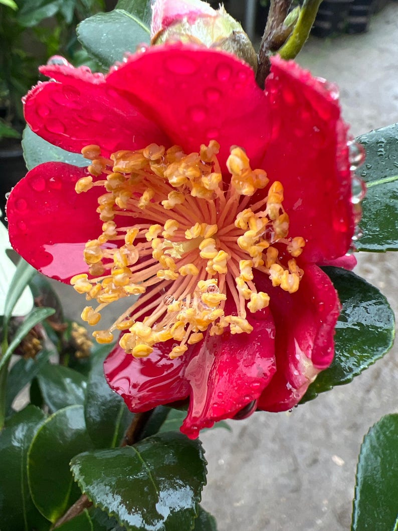 Yuletide Camellia Live Plant in 6" Pot - Red Blooms with Yellow Stamens, Camellia japonica