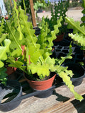 Zig Zag Cactus Plant in 3” Pot - Epiphyllum anguliger - Indoor Houseplant for Easy Care and Unique Decor