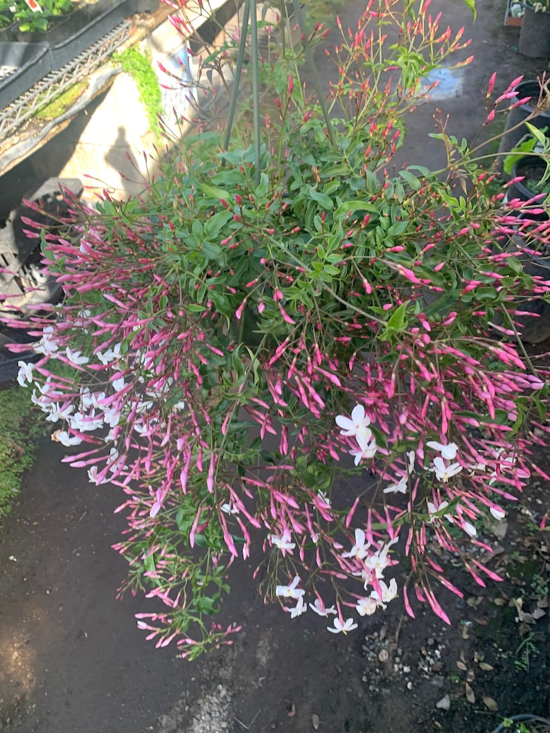 Pink Jasmine Plant in 3 Gallon Pot - Fragrant Pink Flowers - Jasminum polyanthum