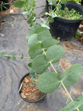 Eucalyptus Tree Starter Plant - 6" Pot - Silver Dollar Variety - Eucalyptus cinerea - Drought Tolerant Foliage