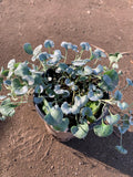 Dichondra ‘Silver Falls’ Live Plant in 6” Pot, 6-8” Long Trailing Green Foliage, Ground Cover Plant (Dichondra argentea)