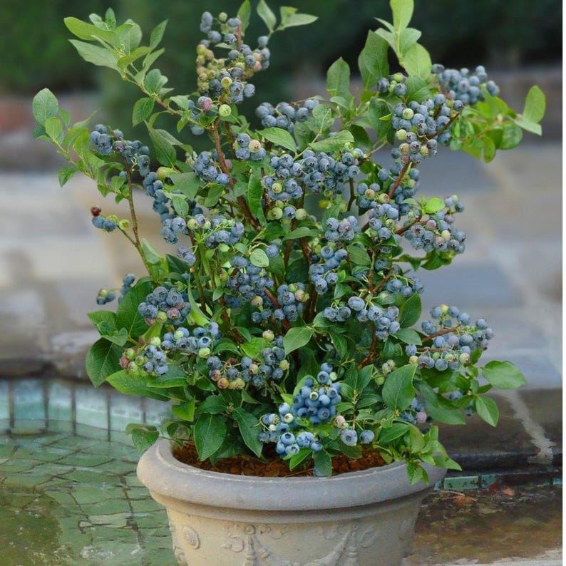 Blueberry Plant - 6" Pot - Sunshine Blue - Vaccinium corymbosum - Semi-Dwarf Evergreen with Hot Pink Flowers and Delicious Berries