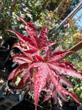 Columnar Red Japanese Maple Plant - 6" Pot - Acer palmatum ‘W.C.R’ - Live Plant for Garden or Landscape