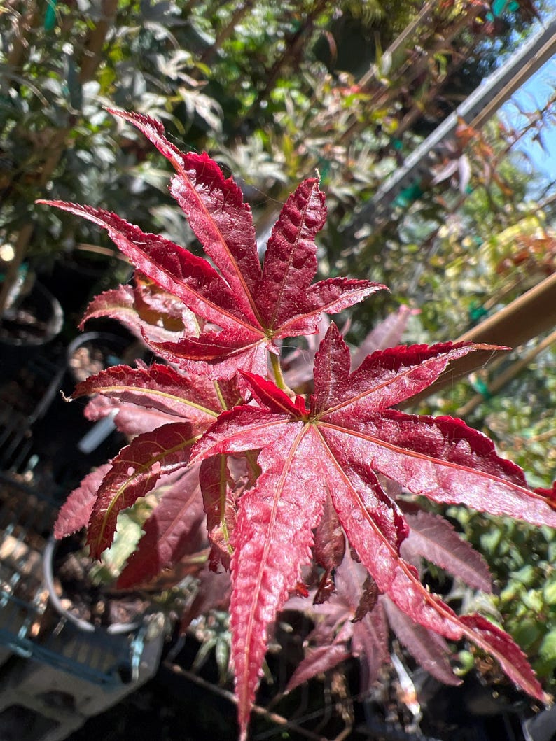 Columnar Red Japanese Maple Plant - 6" Pot - Acer palmatum ‘W.C.R’ - Live Plant for Garden or Landscape