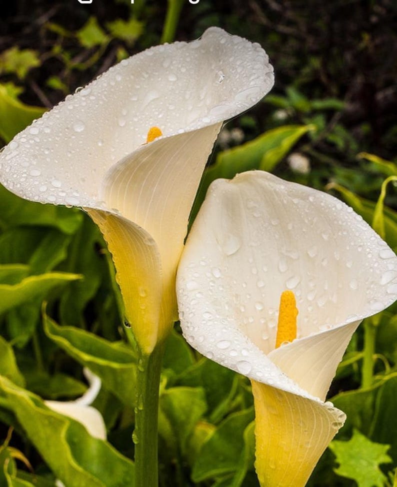 Giant White Calla Lily Plant 1 Gallon Pot Zantedeschia aethiopica - Large Blooms, Spotted Leaves, Ideal for Gardens or Ponds