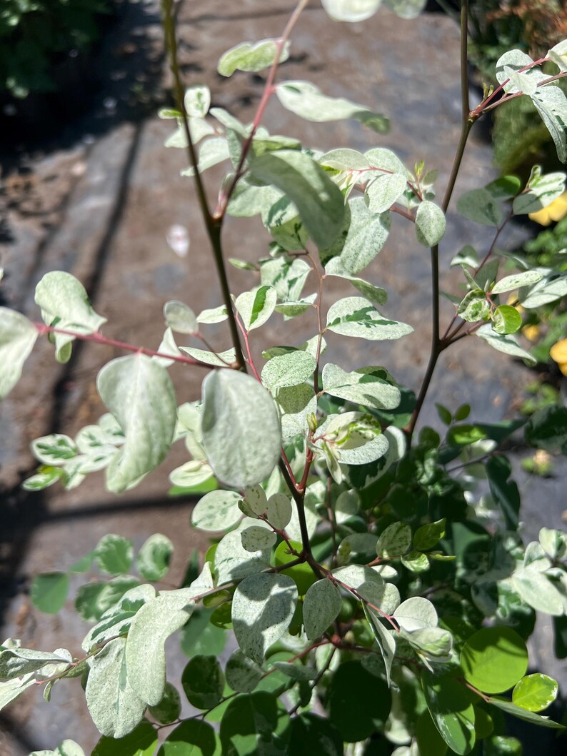 Snow Bush Plant - 1 Gallon Pot - White Variegated Foliage - Breynia disticha
