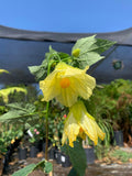 Abutilon Chiffon Live Plant 2ft in 6” Pot - Yellow Flowering Maple Evergreen Shrub - Hummingbird Attracting Plant