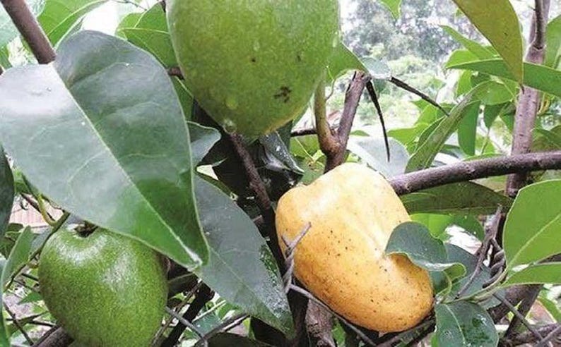 Pond Apple Plant - 6" Pot - Annona Glabra - Tropical Fruit Tree - Flood-Tolerant Variety
