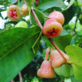 Wax Apple Plant - 3 Gallon Pot - Syzygium Javanicum - 2 to 3 Feet Tall - Tropical Fruit Tree - Edible Plant