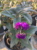Heliotrope Plant 6" Pot Fragrant Delight Dark Purple Flowers Heliotropium arborescens
